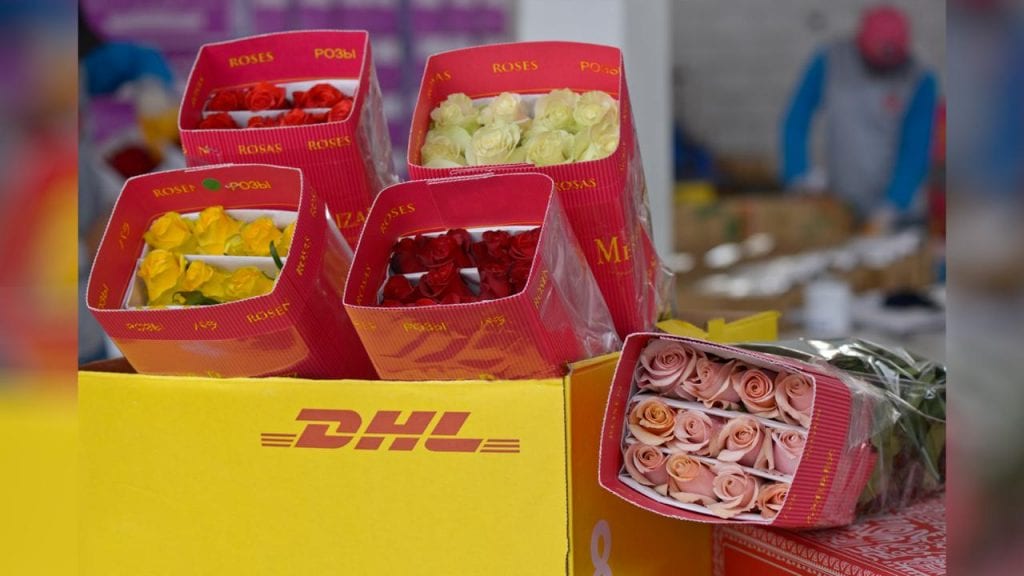Premium Ecuadorian Roses DHL Logistics
