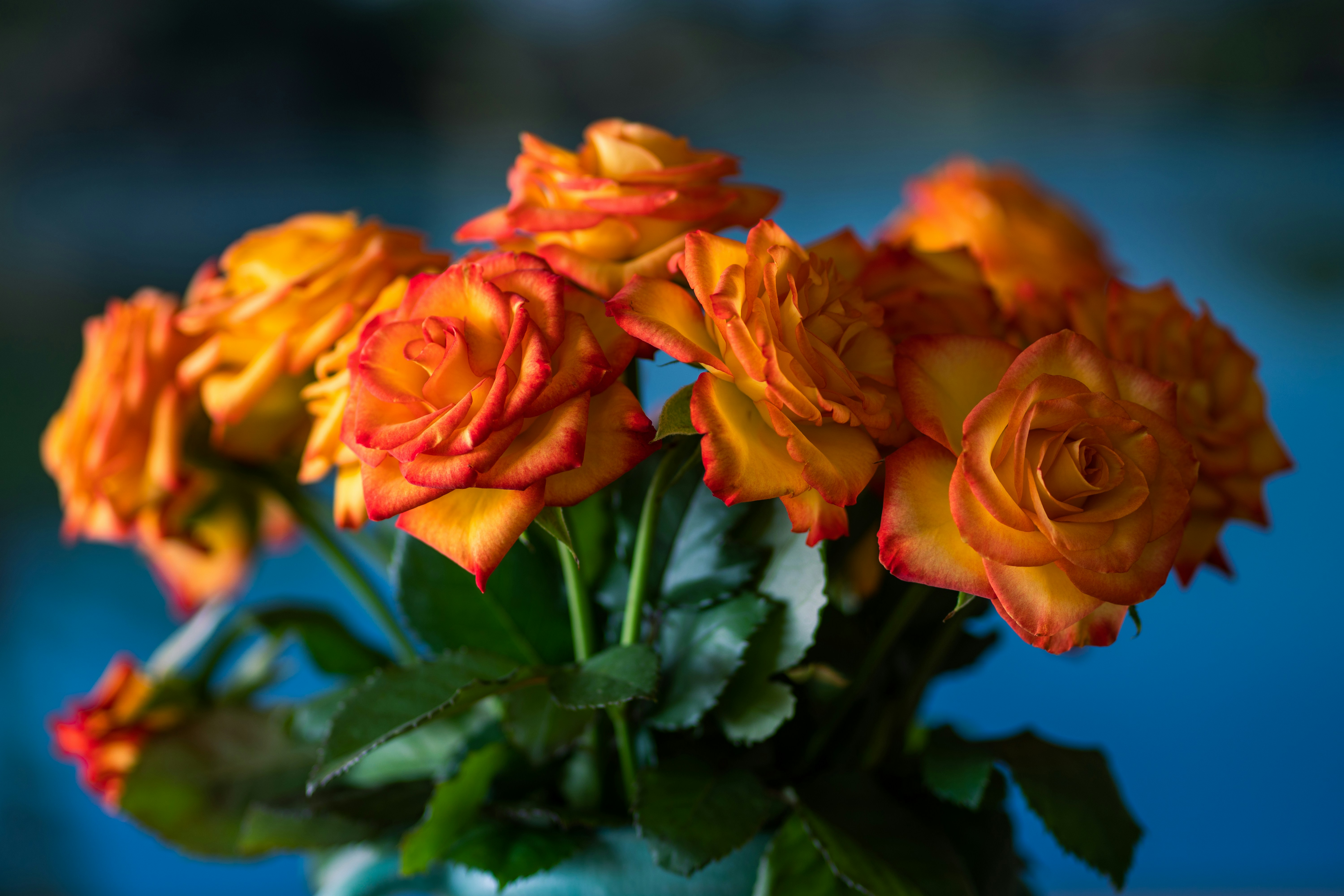 Premium Ecuadorian Roses